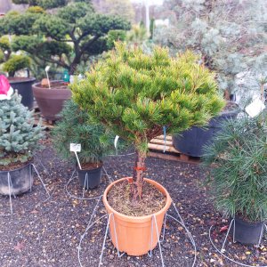 Borovica hustokvetá (Pinus densiflora) ´ALICE VERKADE´ - výška 80-90 cm, kont. C45L - NA KMIENKU